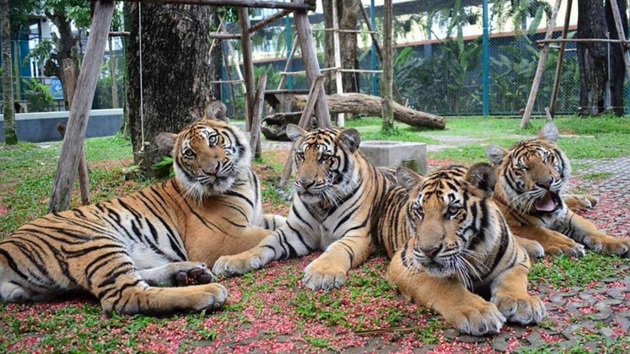 Pattaya Day Trip 3